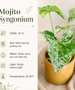 Mojito Syngonium Live Plant – Variegated Arrowhead Plant – 4 Inch Pot – Tropical Indoor Houseplant - Image 6