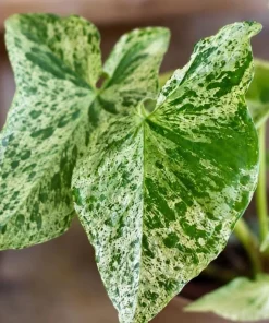 Mojito Syngonium Live Plant – Variegated Arrowhead Plant – 4 Inch Pot – Tropical Indoor Houseplant - Image 7