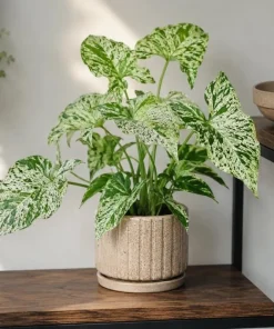 Mojito Syngonium Live Plant – Variegated Arrowhead Plant – 4 Inch Pot – Tropical Indoor Houseplant - Image 8
