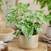 Mojito Syngonium Live Plant – Variegated Arrowhead Plant – 4 Inch Pot – Tropical Indoor Houseplant - Image 1