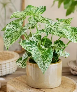 Mojito Syngonium Live Plant – Variegated Arrowhead Plant – 4 Inch Pot – Tropical Indoor Houseplant - Image 1
