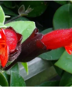 Mona Lisa Lipstick Plant Live Houseplant, 4 inch Pot, Aeschynanthus Radicans, Indoor - Image 2
