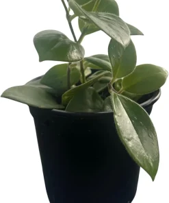 Mona Lisa Lipstick Plant Live Houseplant, 4 inch Pot, Aeschynanthus Radicans, Indoor - Image 3