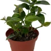 Mona Lisa Lipstick Plant Live Houseplant, 4 inch Pot, Aeschynanthus Radicans, Indoor - Image 1