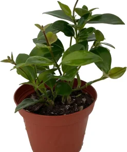 Mona Lisa Lipstick Plant Live Houseplant, 4 inch Pot, Aeschynanthus Radicans, Indoor - Image 1