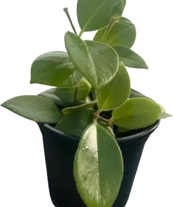 Mona Lisa Lipstick Plant Live Houseplant, 4 inch Pot, Aeschynanthus Radicans, Indoor - Image 4
