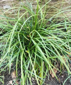 Mondo Grass Live Plant – 50 Bare Root Plugs – Evergreen Ground Cover – Outdoor - Image 2