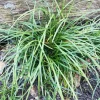 Mondo Grass Live Plant – 50 Bare Root Plugs – Evergreen Ground Cover – Outdoor - Image 1