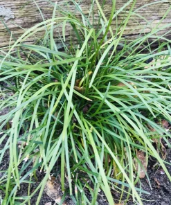 Mondo Grass Live Plant – 50 Bare Root Plugs – Evergreen Ground Cover – Outdoor - Image 1