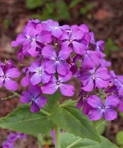 Money Plant Seeds - Lunaria annua Seeds, 20 Count, Silver Dollar Honesty - Image 2