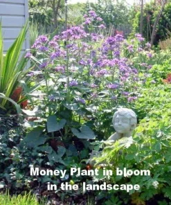 Money Plant Seeds - Lunaria annua Seeds, 20 Count, Silver Dollar Honesty - Image 3