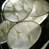 Money Plant Seeds - Lunaria annua Seeds, 20 Count, Silver Dollar Honesty - Image 1