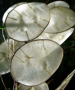 Money Plant Seeds - Lunaria annua Seeds, 20 Count, Silver Dollar Honesty - Image 1