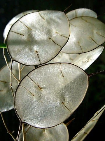 Money Plant Seeds - Lunaria annua Seeds, 20 Count, Silver Dollar Honesty - Image 1