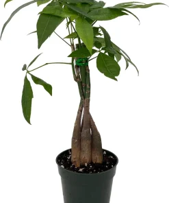 Money Tree Live Plant - Pachira Aquatica - 3 inch Pot - Indoor Houseplant - Image 1
