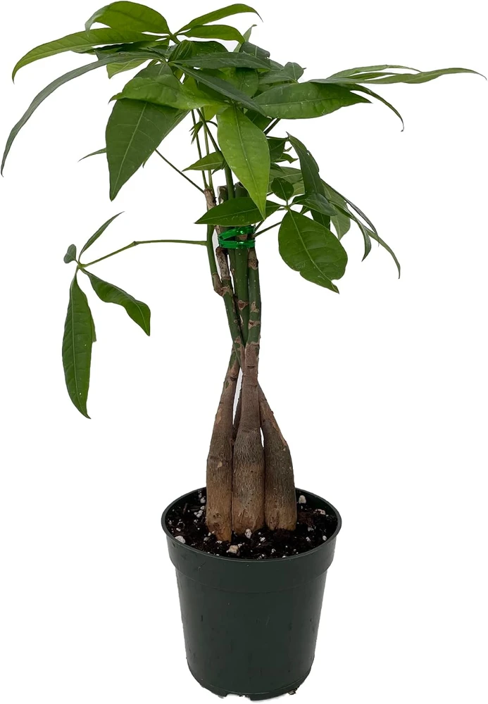 Money Tree Live Plant - Pachira Aquatica - 3 inch Pot - Indoor Houseplant - Image 1