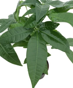 Money Tree Plant - Pachira Aquatica Live Plant - 4 inch Pot - Easy Indoor Care - Image 2