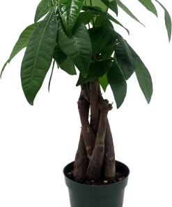 Money Tree Plant - Pachira Aquatica Live Plant - 4 inch Pot - Easy Indoor Care - Image 3