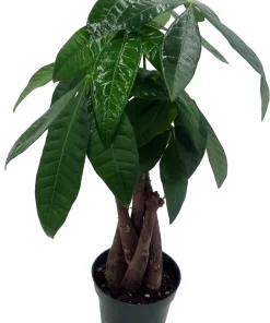 Money Tree Plant - Pachira Aquatica Live Plant - 4 inch Pot - Easy Indoor Care - Image 4