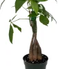 Money Tree Plant - Pachira Aquatica Live Plant - 4 inch Pot - Easy Indoor Care - Image 1