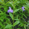 Monkey Flower Seeds - Mimulus ringens - 50 Seed Pack - Water Garden Plant - Image 1