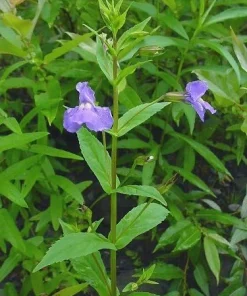 Monkey Flower Seeds - Mimulus ringens - 50 Seed Pack - Water Garden Plant - Image 1