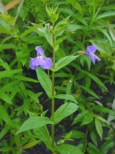 Monkey Flower Seeds - Mimulus ringens - 50 Seed Pack - Water Garden Plant - Image 1