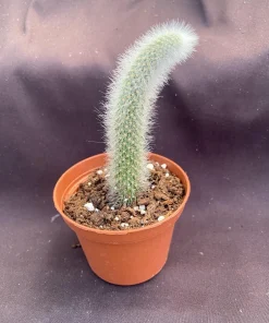 Monkey Tail Cactus Live Plant – Cleistocactus colademononis – Rooted in 3