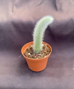 Monkey Tail Cactus Live Plant – Cleistocactus colademononis – Rooted in 3