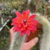 Monkey Tail Cactus Live Plant – Cleistocactus colademononis – Rooted in 3" Pot - Image 1