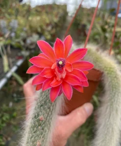 Monkey Tail Cactus Live Plant – Cleistocactus colademononis – Rooted in 3