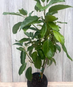 Monroe Avocado Tree, Cold Hardy, Grafted in 3 Gallons Pot - Image 2