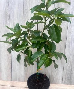 Monroe Avocado Tree, Cold Hardy, Grafted in 3 Gallons Pot - Image 3