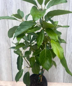 Monroe Avocado Tree, Cold Hardy, Grafted in 3 Gallons Pot - Image 4