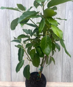Monroe Avocado Tree, Cold Hardy, Grafted in 3 Gallons Pot - Image 5
