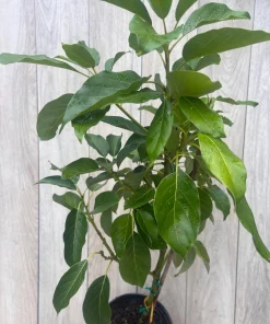 Monroe Avocado Tree, Cold Hardy, Grafted in 3 Gallons Pot - Image 6