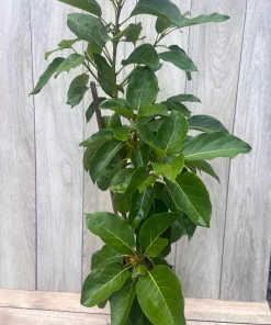 Monroe Avocado Tree, Cold Hardy, Grafted in 3 Gallons Pot - Image 7