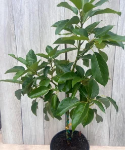 Monroe Avocado Tree, Cold Hardy, Grafted in 3 Gallons Pot - Image 8