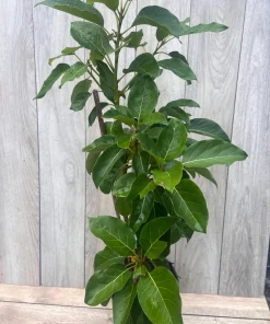 Monroe Avocado Tree, Cold Hardy, Grafted in 3 Gallons Pot - Image 9