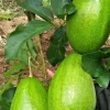 Monroe Avocado Tree, Cold Hardy, Grafted in 3 Gallons Pot - Image 1