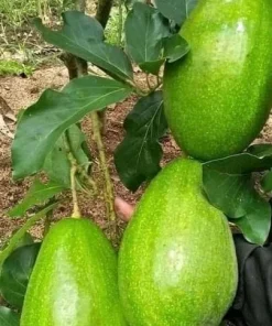 Monroe Avocado Tree, Cold Hardy, Grafted in 3 Gallons Pot - Image 1