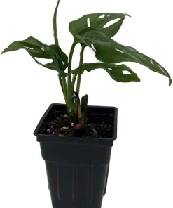 Monstera Adansonii Live Plant - Swiss Cheese Plant 2.5 inch Pot Indoor - Image 2