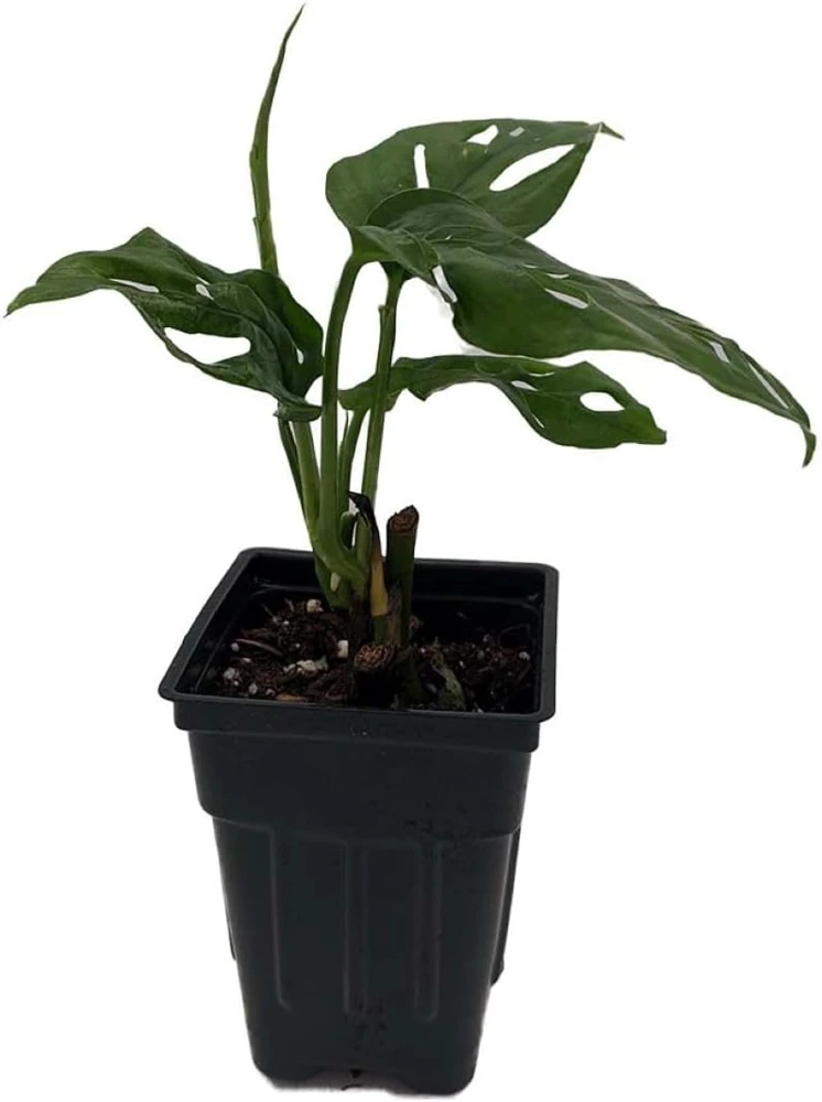 Monstera Adansonii Live Plant - Swiss Cheese Plant 2.5 inch Pot Indoor - Image 2