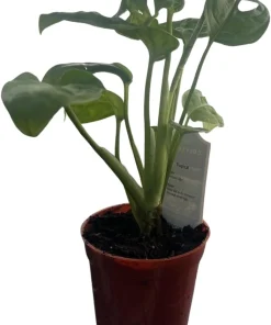 Monstera Adansonii Live Plant - Swiss Cheese Plant 2.5 inch Pot Indoor - Image 3