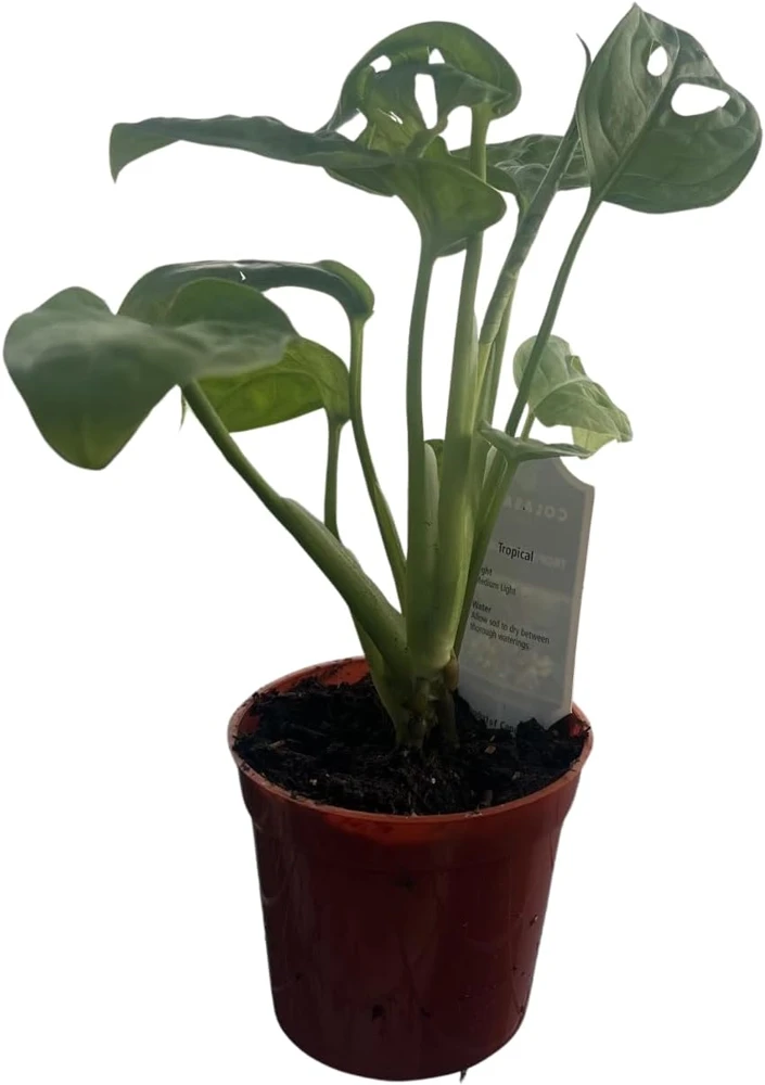 Monstera Adansonii Live Plant - Swiss Cheese Plant 2.5 inch Pot Indoor - Image 3