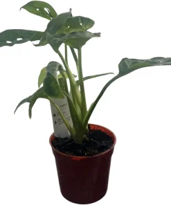 Monstera Adansonii Live Plant - Swiss Cheese Plant 2.5 inch Pot Indoor - Image 4