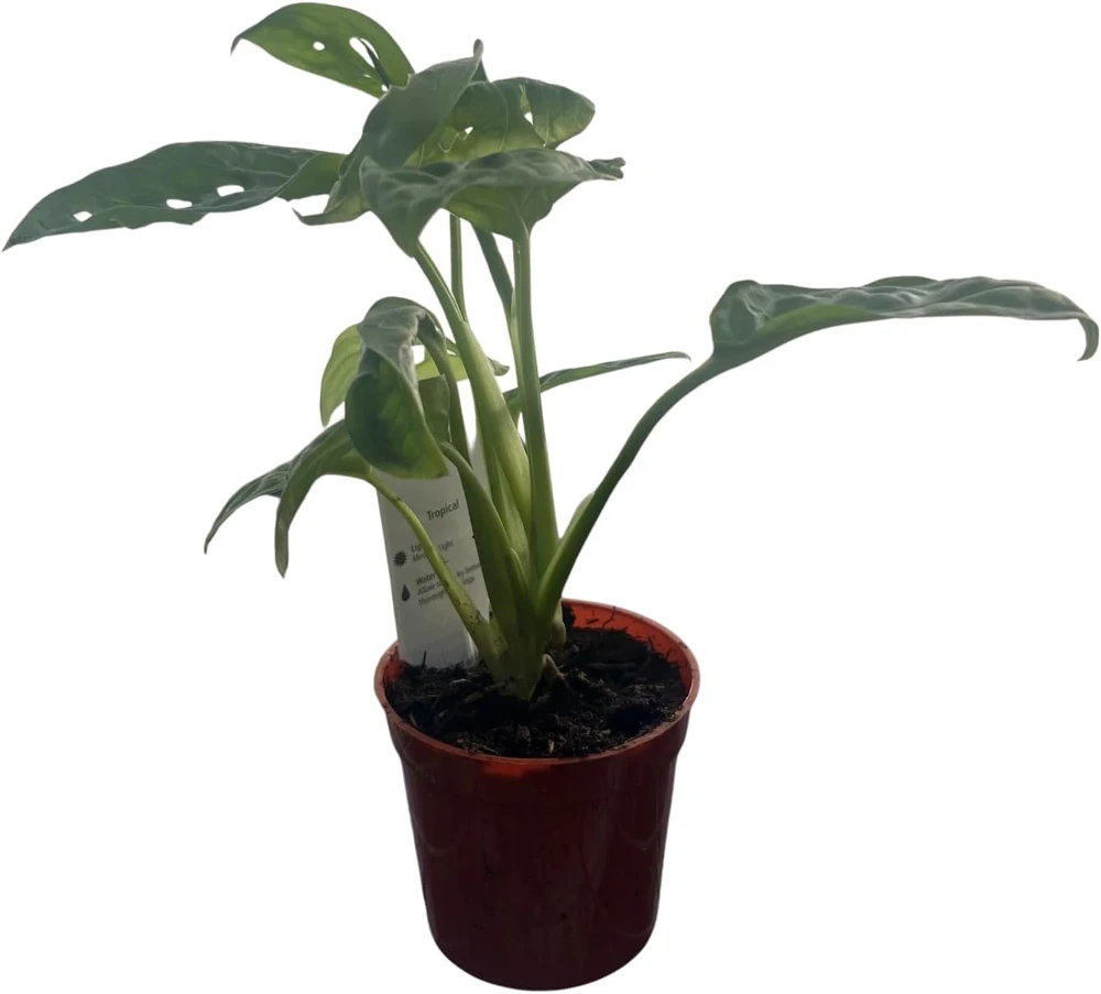 Monstera Adansonii Live Plant - Swiss Cheese Plant 2.5 inch Pot Indoor - Image 4