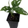 Monstera Adansonii Live Plant - Swiss Cheese Plant 2.5 inch Pot Indoor - Image 1