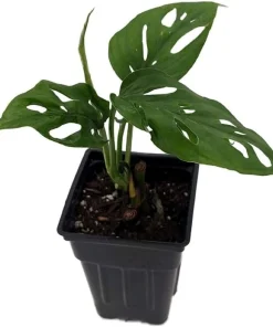 Monstera Adansonii Live Plant - Swiss Cheese Plant 2.5 inch Pot Indoor - Image 1
