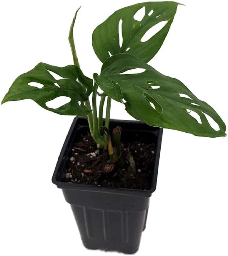 Monstera Adansonii Live Plant - Swiss Cheese Plant 2.5 inch Pot Indoor - Image 1